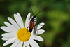 Leptura melanura_Femelle